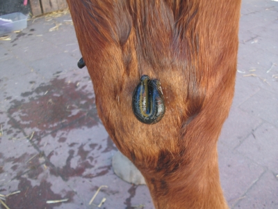 Blutegeltherapie