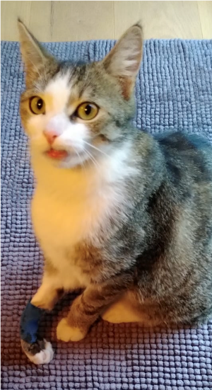 Kater Carlo