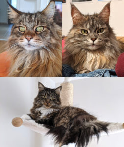 Katzen.