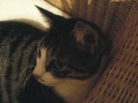 Katze Felice