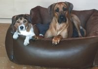 Hunde Jacky und Samu.