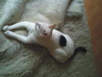 Kater Luigi