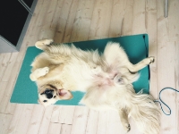 Hund Mexx