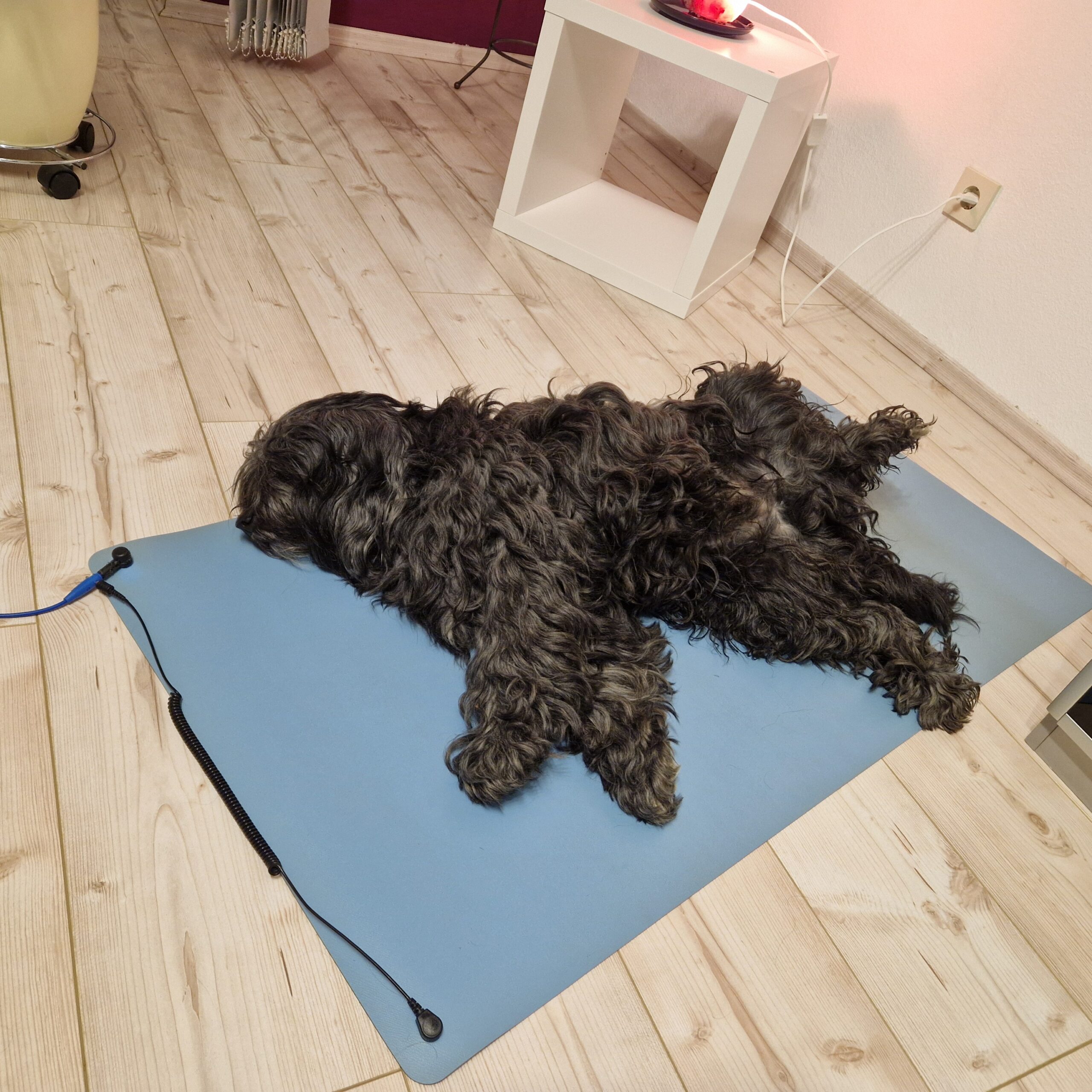 Hund