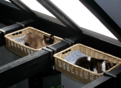 Umgebungscoaching für Katzen